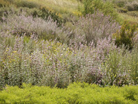 Salvia leucophylla thumbnail