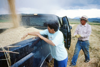 Kaber farm, Threshing oats and baling hay 024 thumbnail