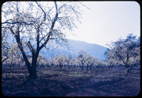 Blossoming orchard thumbnail