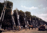 Penny Postcard of Blanchard's Orange Picking Crew thumbnail