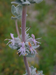 Salvia leucophylla thumbnail