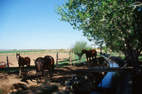 Horses and irrigation ditch 015 thumbnail