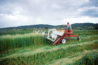 Kaber farm, Harvesting wheat 007 thumbnail