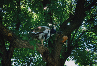Kaber farm, Volunteers and animals 017 thumbnail