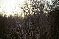 Landscapes and cattle 028 thumbnail