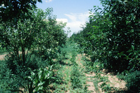 Gallegos farm, Irrigation and crops 016 thumbnail