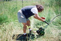 Kaber farm, Weed whacking 007 thumbnail