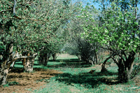 San Luis Valley orchards 006 thumbnail