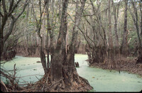 Honey Island Swamp thumbnail