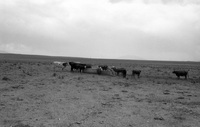 Gallegos farm 014 thumbnail