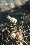 Uropappus lindleyi thumbnail