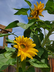 Kristy Lam Photograph of Two Sunflowers thumbnail