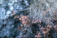 Adiantum capillus-veneris thumbnail
