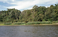 Honey Island Swamp thumbnail