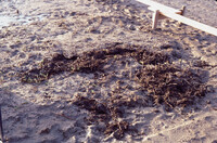 Pt. Mugu Wetlands thumbnail
