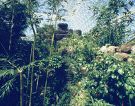 Over 300 plant species stock Rainforest Biome thumbnail