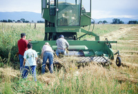 Kaber farm, Threshing winter wheat 013 thumbnail
