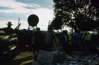 Picking and selling peas 015 thumbnail