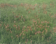 Field of owl's clover thumbnail