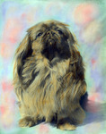 Pekingese thumbnail