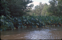 Elephant Ear: Honey Island Swamp thumbnail