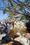 Dipsosaurus dorsalis thumbnail