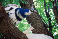 Kaber farm, Animals 002 thumbnail