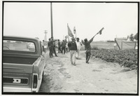 Picketers at strawberry farm thumbnail