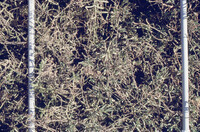 Pt. Mugu Wetlands thumbnail