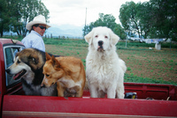 Colorado rural life 016 thumbnail