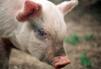 Kaber farm, Pigs 025 thumbnail