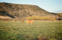 Landscapes and cattle 037 thumbnail