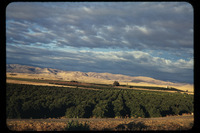 Orange Groves and Foorhills thumbnail