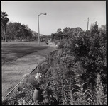 [Flora near business building] thumbnail