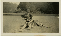 Goddard, Kathleen and unidentified, c. 1928 .Dog thumbnail