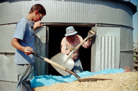 Kaber farm, Grain harvest 013 thumbnail