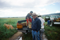 Kaber farm, Harvesting peas 055 thumbnail