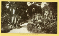 Arizona Garden, Del Monte Hotel grounds. thumbnail