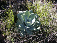 Dudleya pulverulenta thumbnail