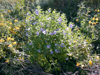 Solanum xanti thumbnail