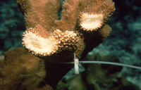 Florida coral damaged by Hurricane Hugo thumbnail