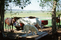 Colorado rural life 009 thumbnail